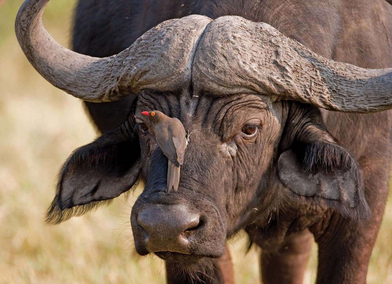 Can The African Buffalo Be Dangerous To Humans?