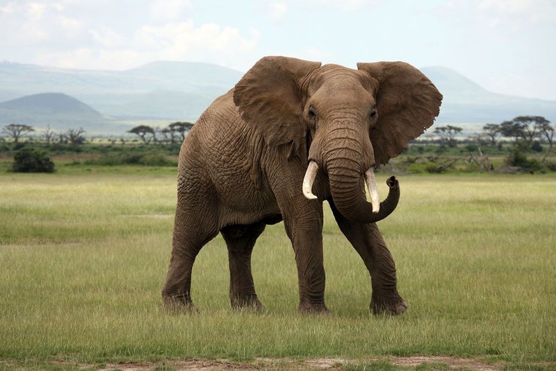 Can The African Bush Elephant Be Dangerous To Humans?