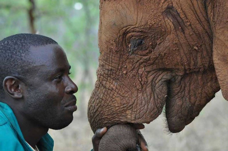 Can The African Elephant Be Dangerous To Humans?