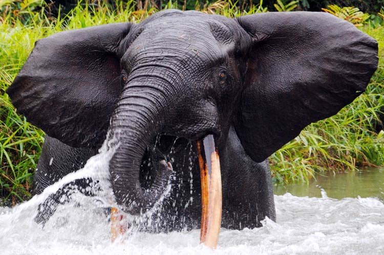 Can The African Forest Elephant Be Dangerous To Humans?