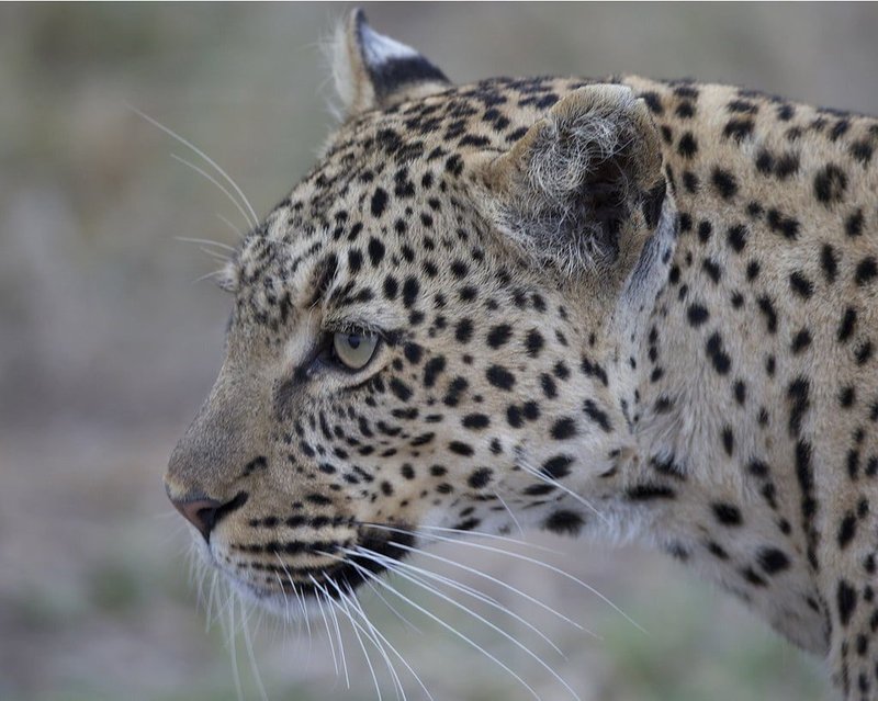 Can The African Leopard Be Dangerous To Humans?