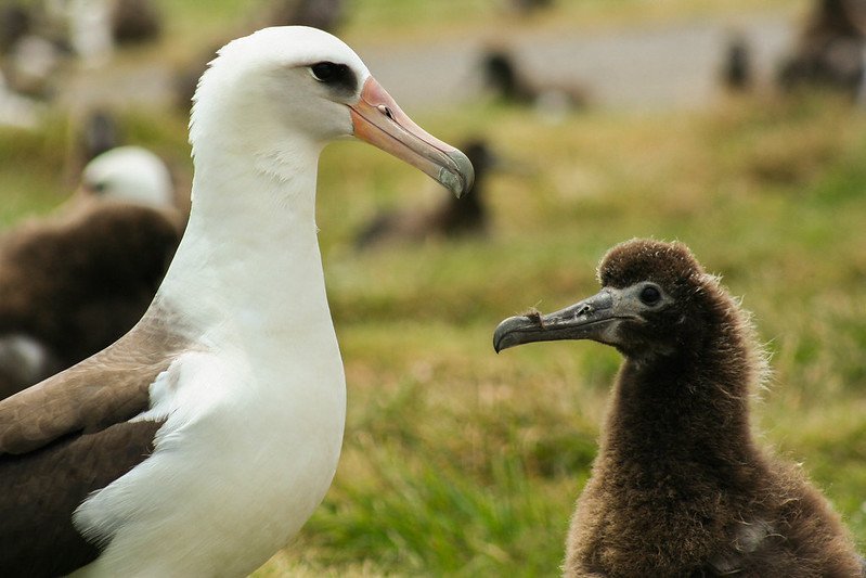 Can The Albatross Be Dangerous To Humans?