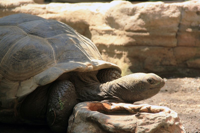 Can The Aldabra Giant Tortoise Be Dangerous To Humans?