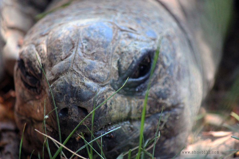 Can The Aldabra Giant Tortoise Be Dangerous To Humans?