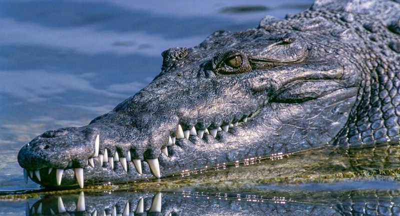 Can The Alligator Be Dangerous To Humans?