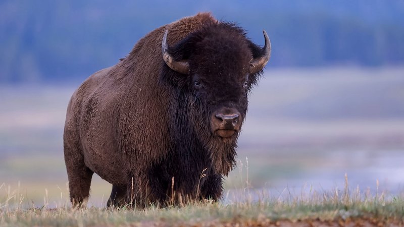 Can The American Bison Be Dangerous To Humans?