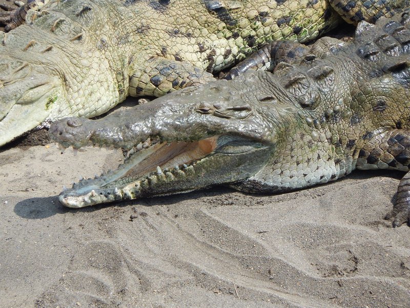 Can The American Crocodile Be Dangerous To Humans?