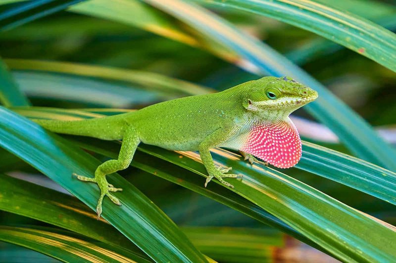Can The Anole Lizard Be Dangerous To Humans?