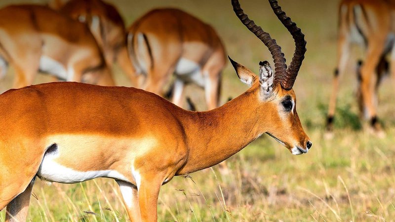 Can The Antelope Be Dangerous To Humans?