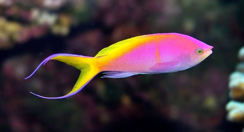 Can The Anthias Live With Other Fish? Tank Mate Compatibility