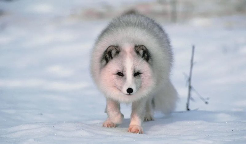 Can The Arctic Fox Be Dangerous To Humans?