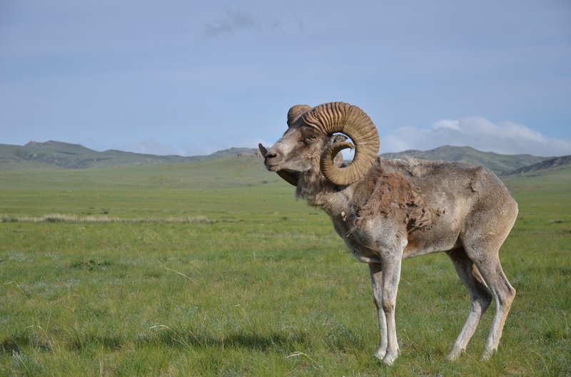 Can The Argali Be Dangerous To Humans?