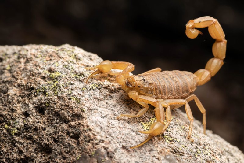 Can The Arizona Bark Scorpion Kill A Human? - Truth Vs Myth