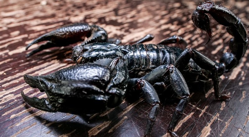 Can The Asian Forest Scorpion Kill A Human? - Truth Vs Myth
