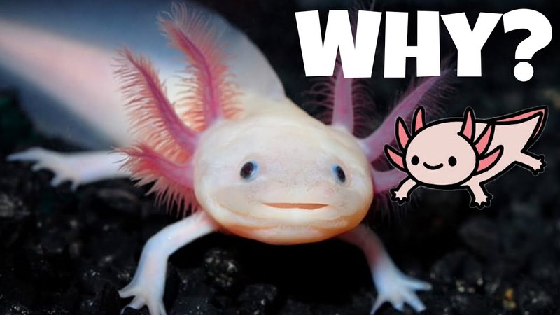 Can The Axolotl Be Dangerous To Humans?