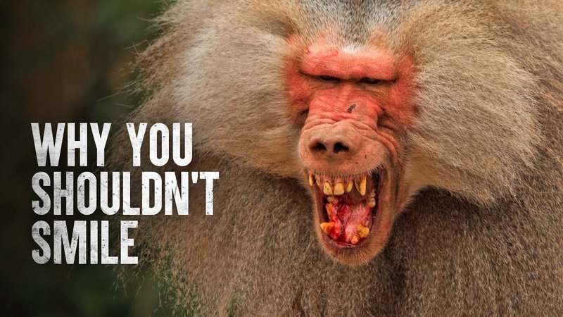 Can The Baboon Be Dangerous To Humans?