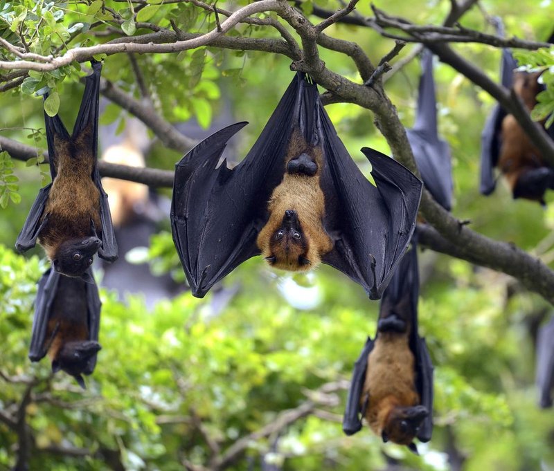 Can The Bat Be Dangerous To Humans?