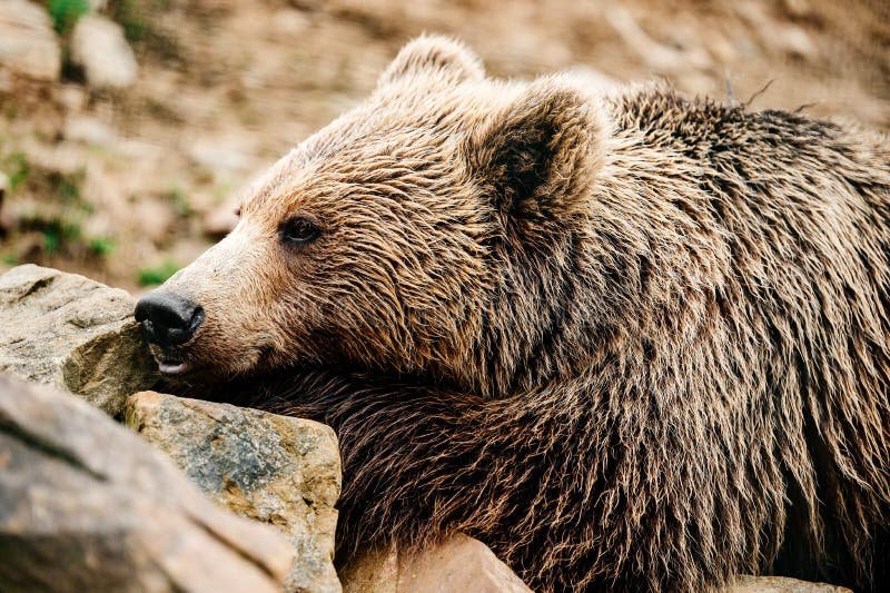 Can The Bear Be Dangerous To Humans?