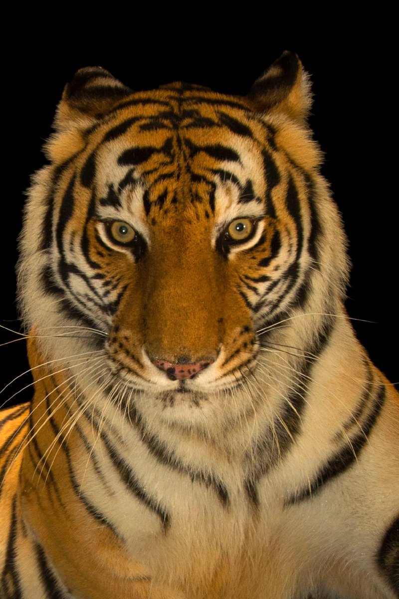 Can The Bengal Tiger Be Dangerous To Humans?