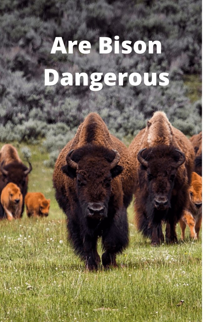 Can The Bison Be Dangerous To Humans?