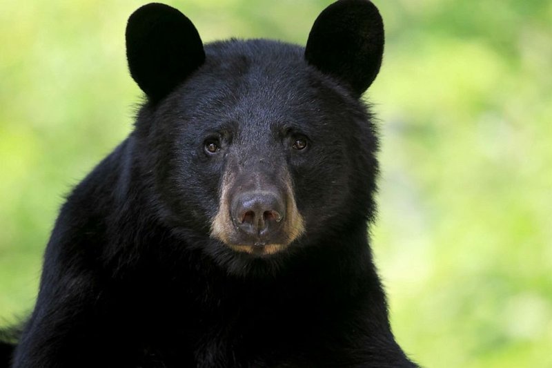 Can The Black Bear Be Dangerous To Humans?
