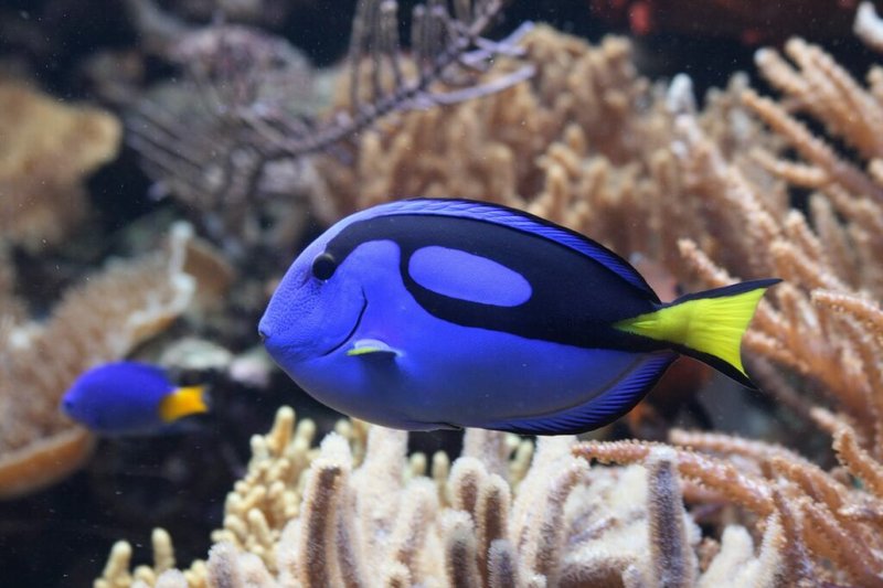 Can The Blue Tang Live With Other Fish? Tank Mate Compatibility