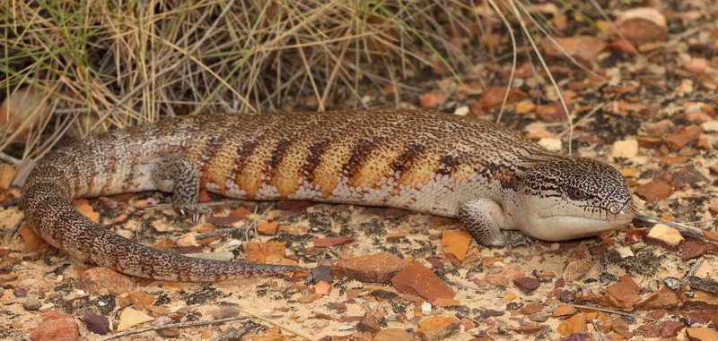 Can The Blue-Tongue Skink Be Dangerous To Humans?