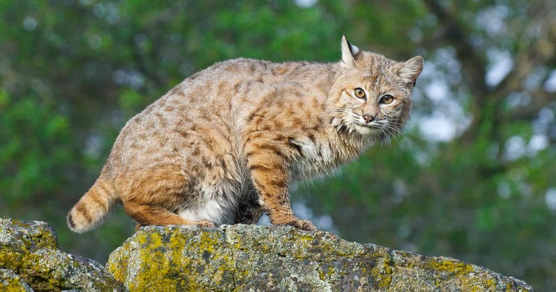 Can The Bobcat Be Dangerous To Humans?