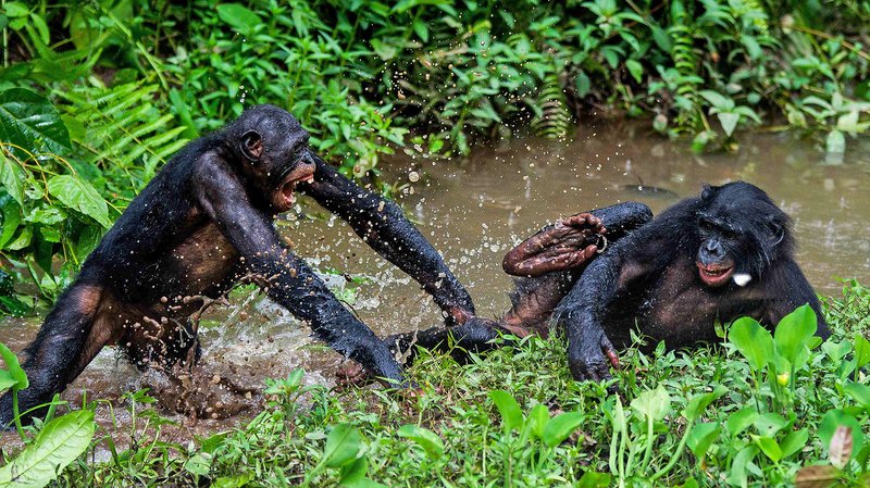 Can The Bonobo Be Dangerous To Humans?