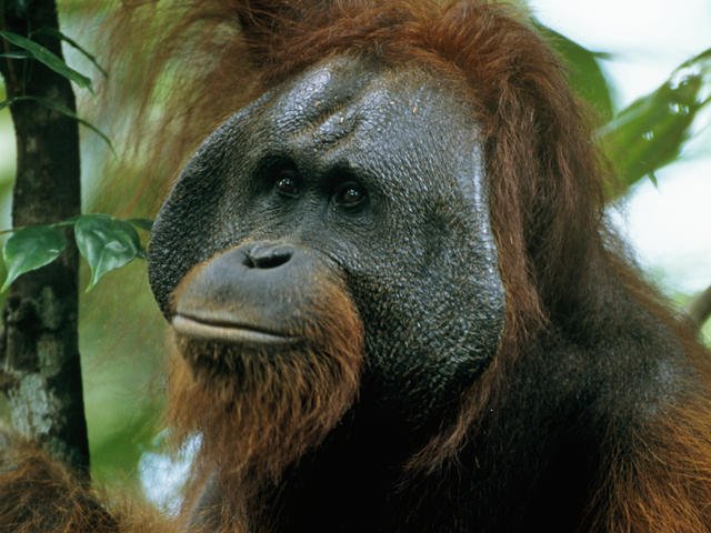 Can The Bornean Orangutan Be Dangerous To Humans?