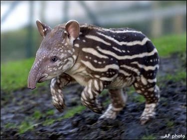 Can The Brazilian Tapir Be Dangerous To Humans?