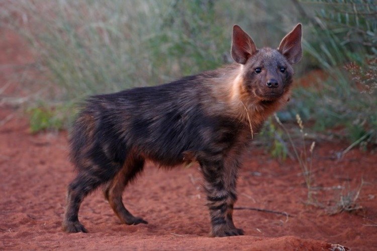 Can The Brown Hyena Be Dangerous To Humans?
