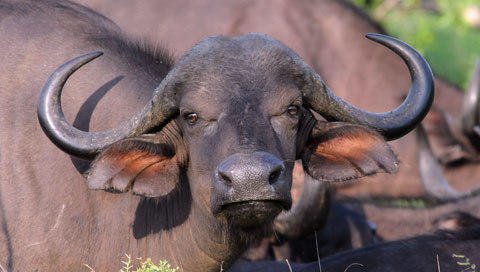 Can The Buffalo Be Dangerous To Humans?