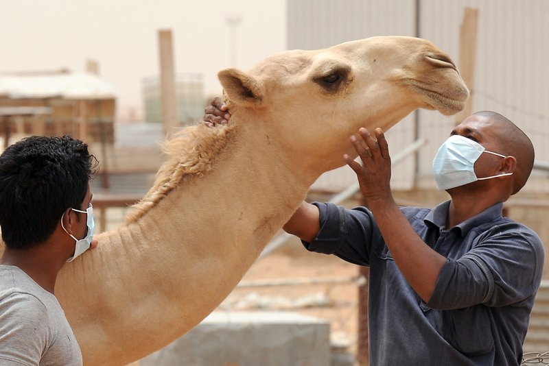 Can The Camel Be Dangerous To Humans?