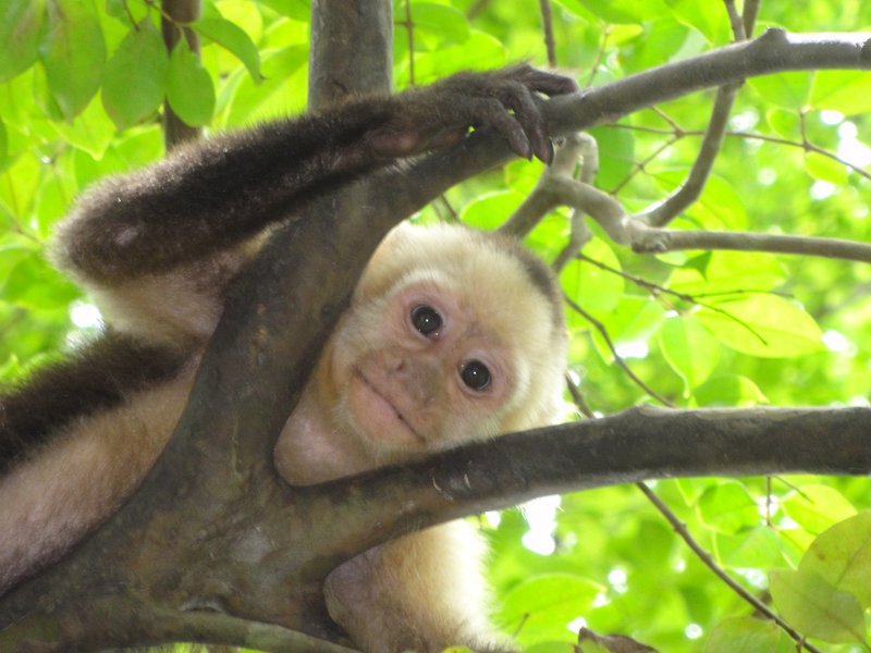 Can The Capuchin Monkey Be Dangerous To Humans?
