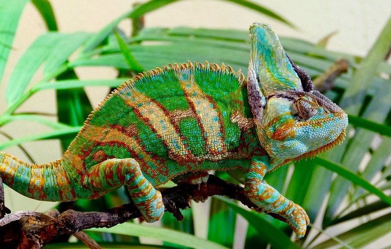 Can The Chameleon Be Dangerous To Humans?
