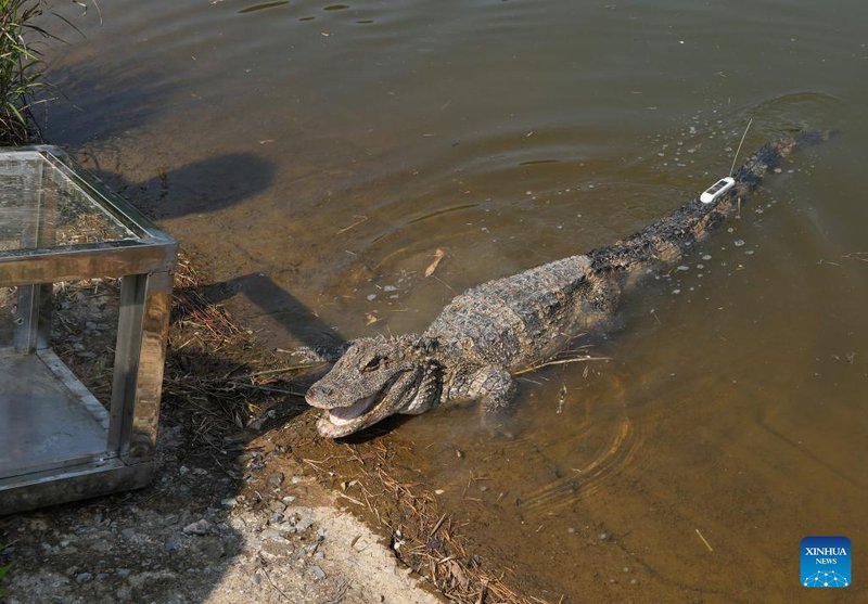Can The Chinese Alligator Be Dangerous To Humans?