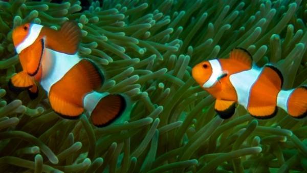 Can The Clownfish Live With Other Fish? Tank Mate Compatibility