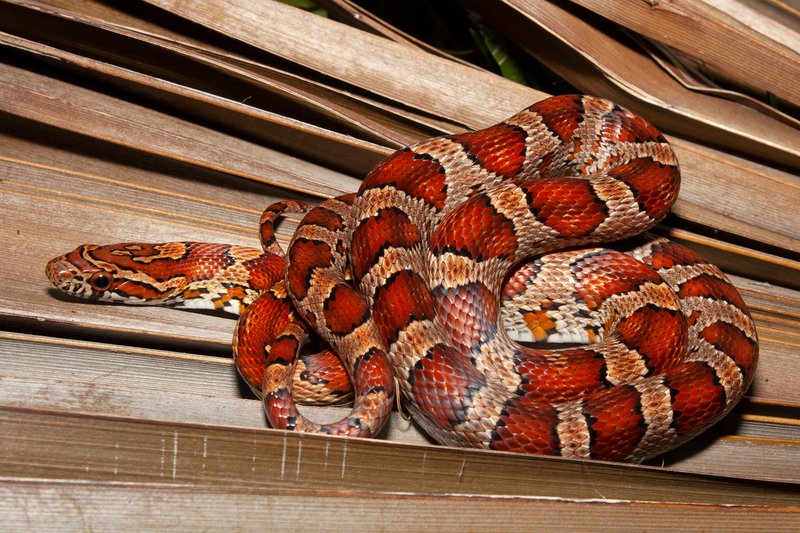 Can The Corn Snake Be Dangerous To Humans?