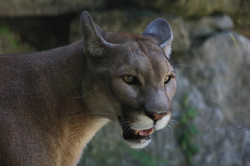 Can The Cougar Be Dangerous To Humans?