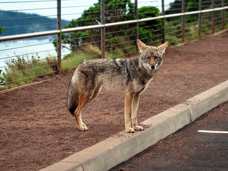 Can The Coyote Be Dangerous To Humans?