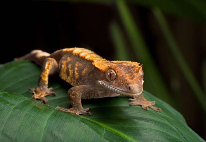 Can The Crested Gecko Be Dangerous To Humans?