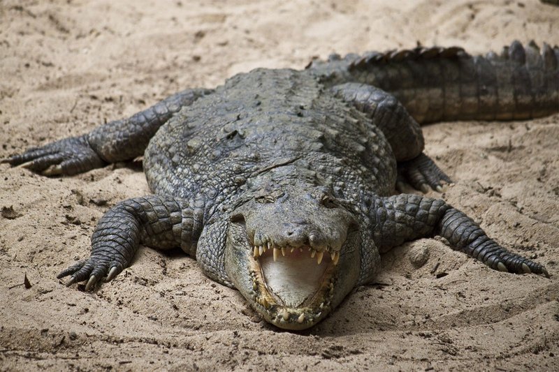 Can The Crocodile Be Dangerous To Humans?