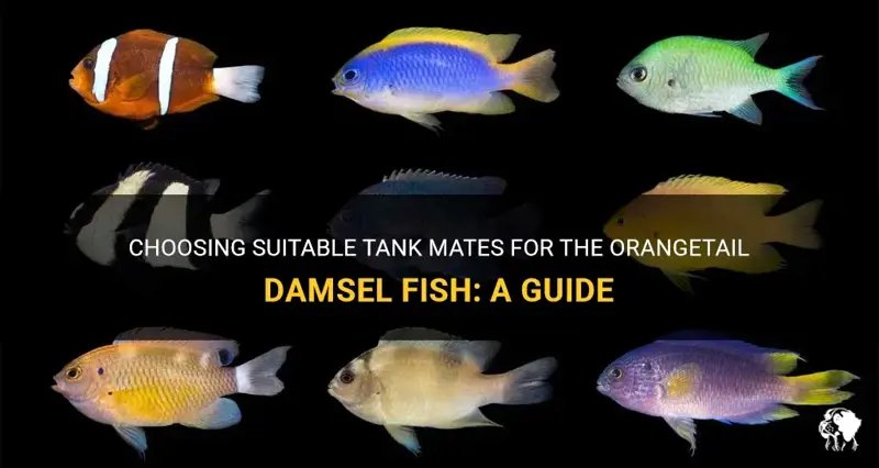 Can The Damsel Fish Live With Other Fish? Tank Mate Compatibility