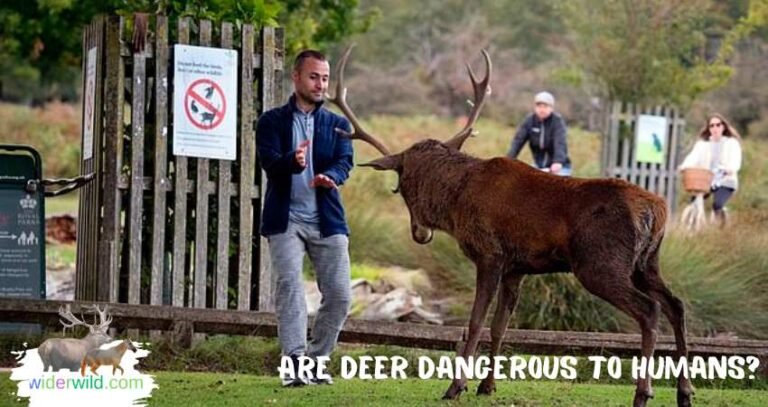 Can The Deer Be Dangerous To Humans?