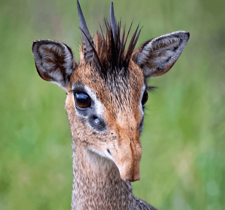 Can The Dik-Dik Be Dangerous To Humans?