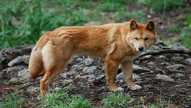 Can The Dingo Be Dangerous To Humans?