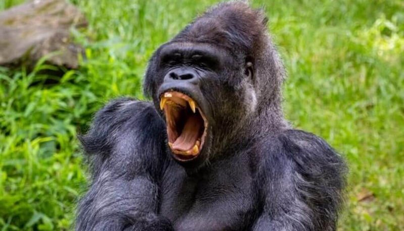 Can The Eastern Gorilla Be Dangerous To Humans?