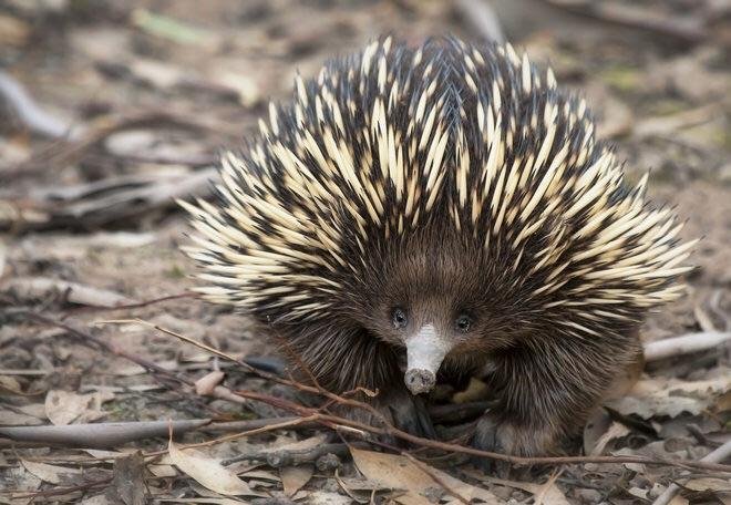 Can The Echidna Be Dangerous To Humans?