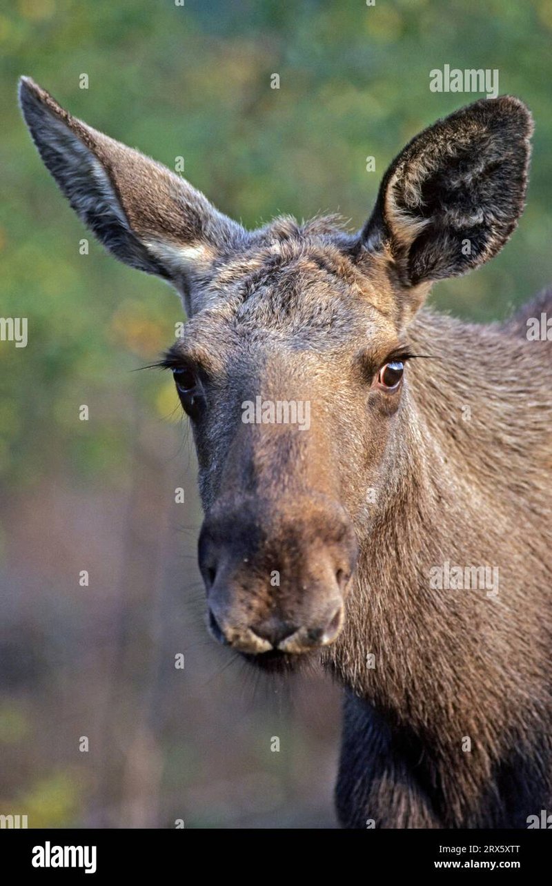Can The Elk Be Dangerous To Humans?